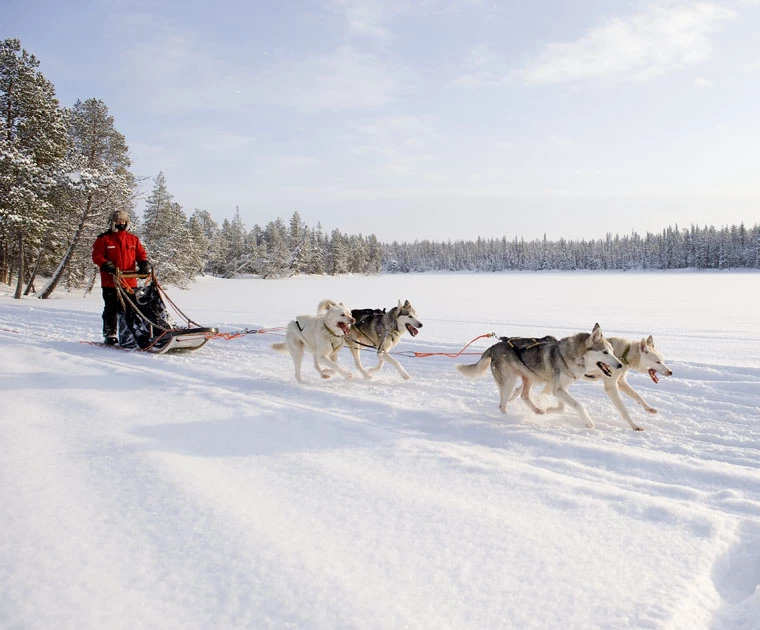 Randonnée en traineau de huskies en Laponie