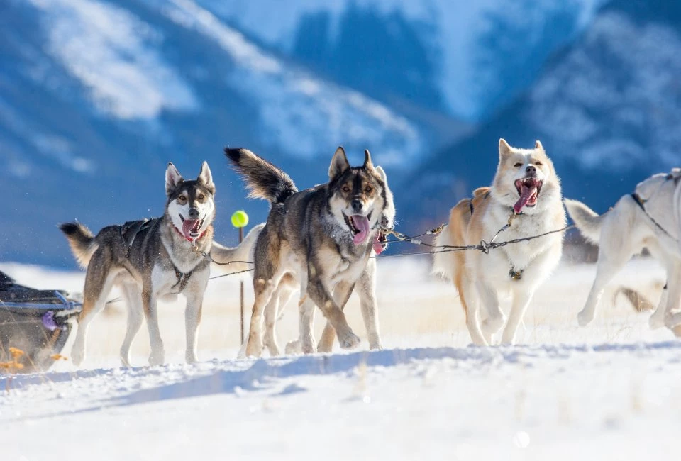 Épopée nordique en traîneau de chiens